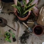 Simple Steps to Start a Home Garden for Beginners