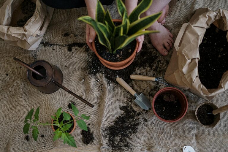 Simple Steps to Start a Home Garden for Beginners